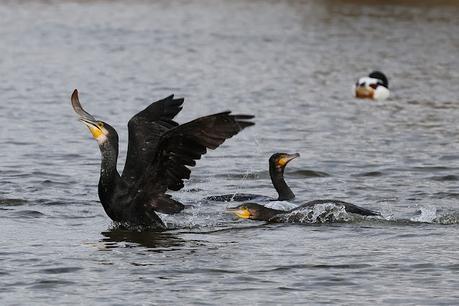 Cormoran grande en acción Cormoran grande en acción