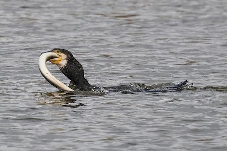Cormoran grande en acción Cormoran grande en acción