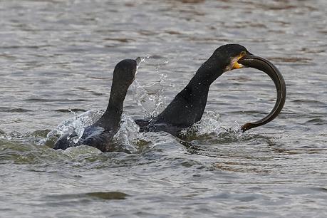 Cormoran grande en acción Cormoran grande en acción