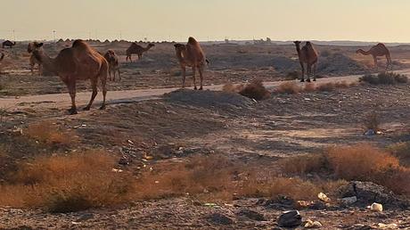 IRAK : EL ZIGGURAT DE UR IRAK : EL ZIGGURAT DE UR