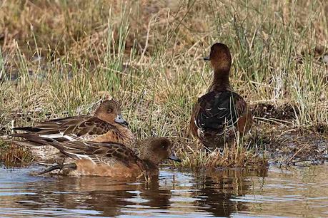 Silbones Europeos con plumaje de eclipse. Silbones Europeos con plumaje de eclipse.