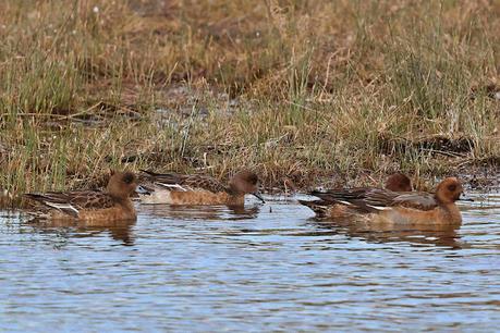 Silbones Europeos con plumaje de eclipse. Silbones Europeos con plumaje de eclipse.