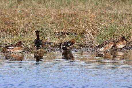 Silbones Europeos con plumaje de eclipse. Silbones Europeos con plumaje de eclipse.
