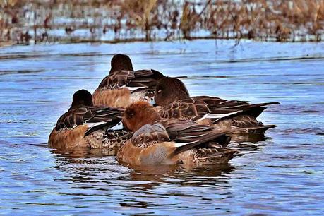 Silbones Europeos con plumaje de eclipse. Silbones Europeos con plumaje de eclipse.