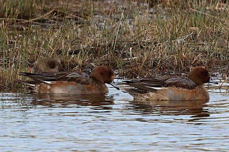 Silbones Europeos con plumaje de eclipse. Silbones Europeos con plumaje de eclipse.