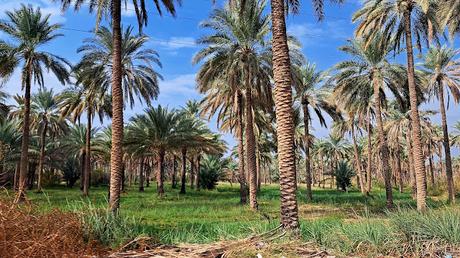 IRAK : LA ANTIGUA BABILONIA Y UNA FAMILIA FELIZ IRAK : LA ANTIGUA BABILONIA Y UNA FAMILIA FELIZ