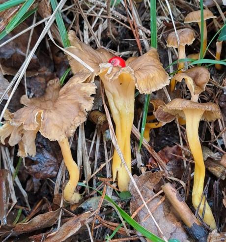 Cantharelus lutescens