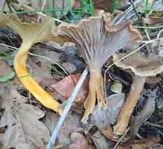 Cantharelus lutescens