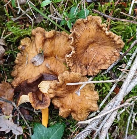 Cantharelus lutescens