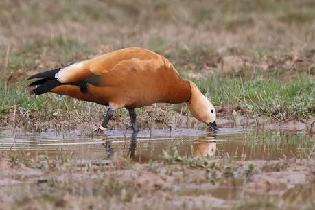Reflexiones Sobre un Tarro Canelo con Anilla Reflexiones Sobre un Tarro Canelo con Anilla