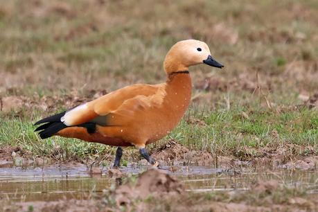 Reflexiones Sobre un Tarro Canelo con Anilla Reflexiones Sobre un Tarro Canelo con Anilla