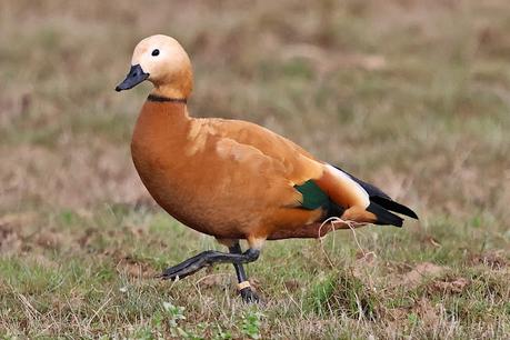 Reflexiones Sobre un Tarro Canelo con Anilla Reflexiones Sobre un Tarro Canelo con Anilla
