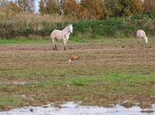 Reflexiones Sobre Tarro Canelo Anilla