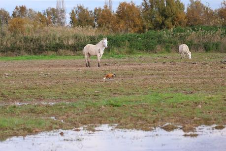 Reflexiones Sobre un Tarro Canelo con Anilla Reflexiones Sobre un Tarro Canelo con Anilla