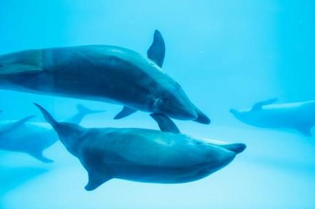 Qué es la ecolocalización de los delfines? Cómo se comunican los delfines