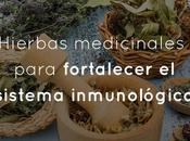 Hierbas medicinales para fortalecer sistema inmunológico