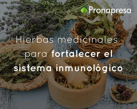 Hierbas medicinales para fortalecer el sistema inmunológico