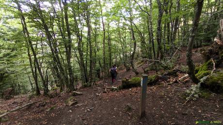 Descenso del Collado Vallarqué por el hayedo