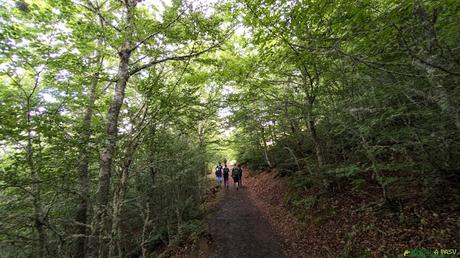 Senda en la zona baja del Hayedo