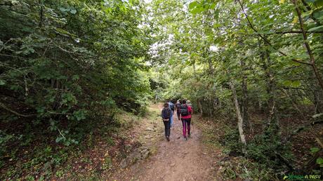 Subiendo por bosque