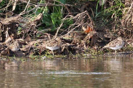 Agachadizas común y chica en el Parc Fluvial del Besòs
