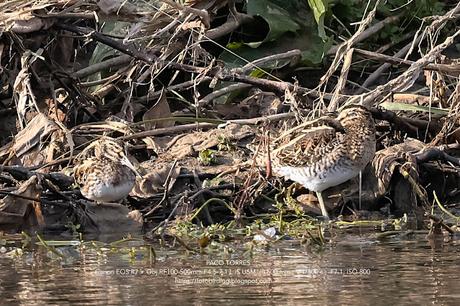 Agachadizas común y chica en el Parc Fluvial del Besòs