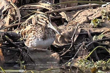 Agachadizas común y chica en el Parc Fluvial del Besòs