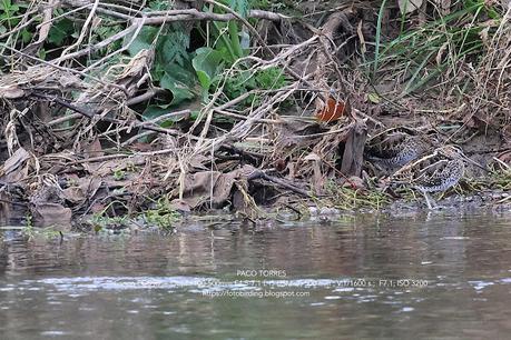 Agachadizas común y chica en el Parc Fluvial del Besòs