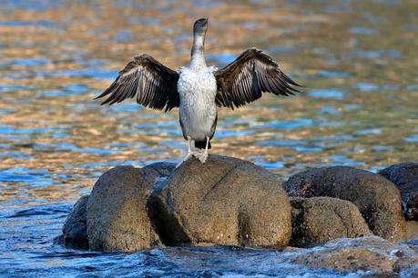 El cormorán moñudo entre el mar y las rocas