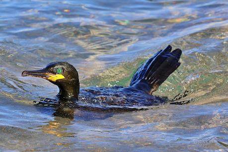 El cormorán moñudo entre el mar y las rocas
