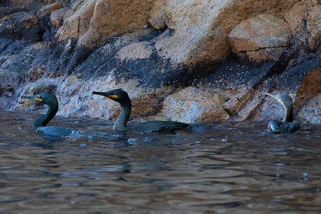El cormorán moñudo entre el mar y las rocas