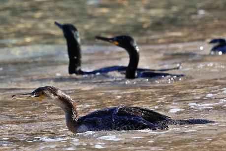 El cormorán moñudo entre el mar y las rocas