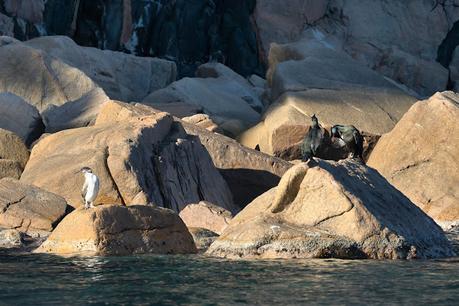 El cormorán moñudo entre el mar y las rocas