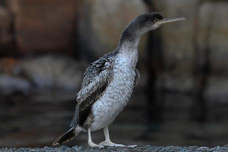El cormorán moñudo entre el mar y las rocas