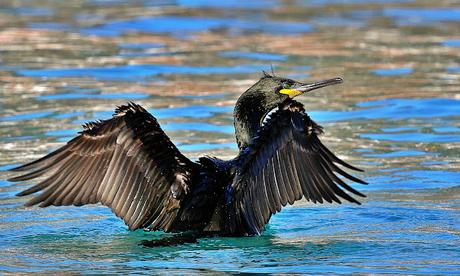 El cormorán moñudo entre el mar y las rocas