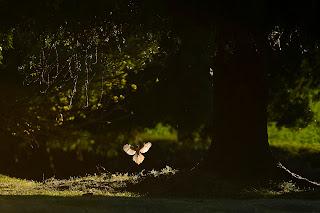 Nuevo reconocimiento fotográfico. Ahora un Accésit en el ...