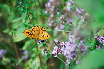 Romero en flor con una mariposa