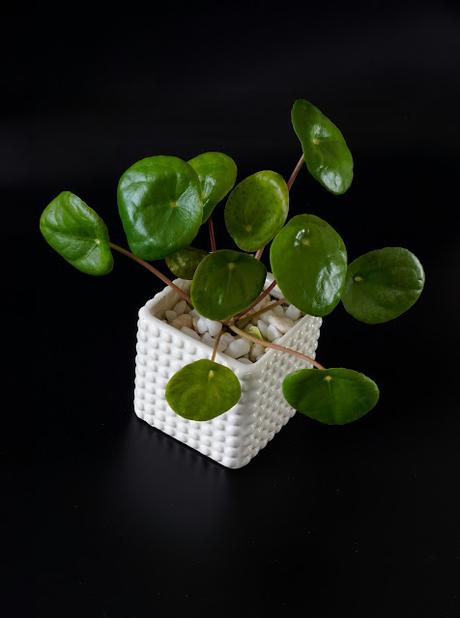 Planta china del dinero