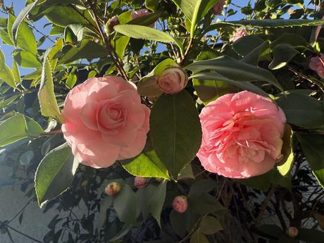 La camelia desafía las reglas: ¿es posible una floración tan inusual? 2 La camelia desafía las reglas: ¿es posible una floración tan inusual? 2