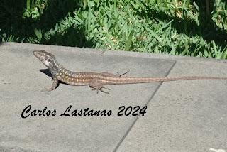 Las Islas Afortunadas Las Islas Afortunadas