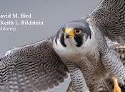 OFERTA PRE-PUBLICACIÓN: Solo hasta enero 2025: MANUAL TÉCNICAS INVESTIGACIÓN GESTION RAPACES