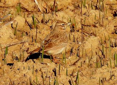 Villafáfila prismáticos