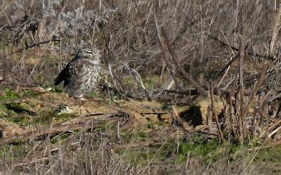 Villafáfila prismáticos