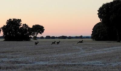 Villafáfila prismáticos