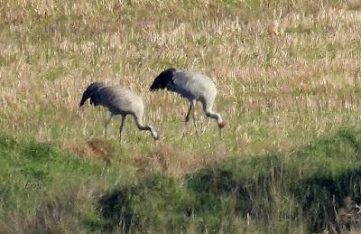 Villafáfila prismáticos