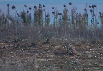 Villafáfila prismáticos