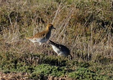 Villafáfila prismáticos