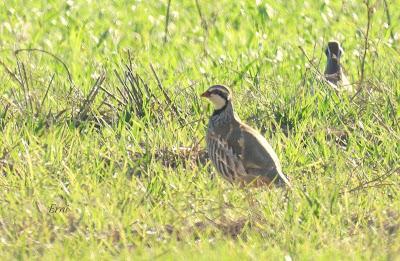 Villafáfila prismáticos