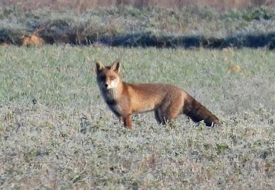 Villafáfila prismáticos