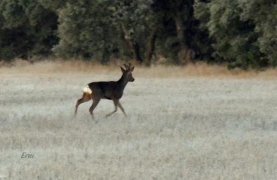 Villafáfila prismáticos